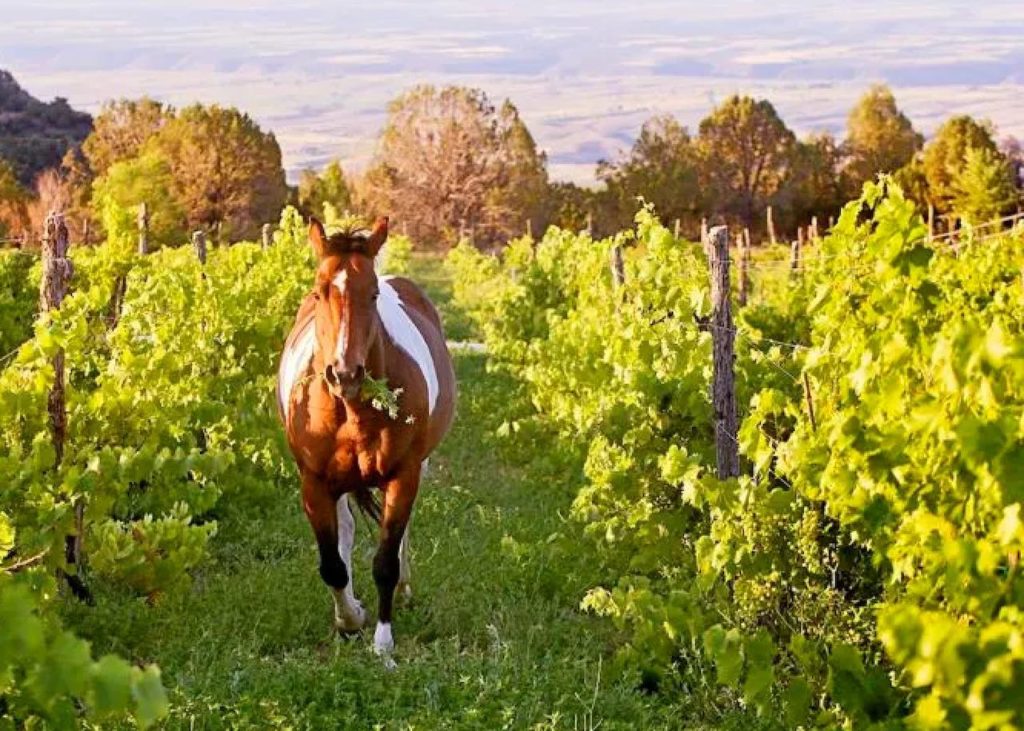 Horse in Vineyard West Elks AVA